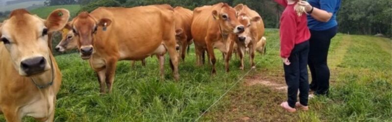Santa Catarina avança com protagonismo na produção de leite e já responde por 13% do leite inspecionado no país.