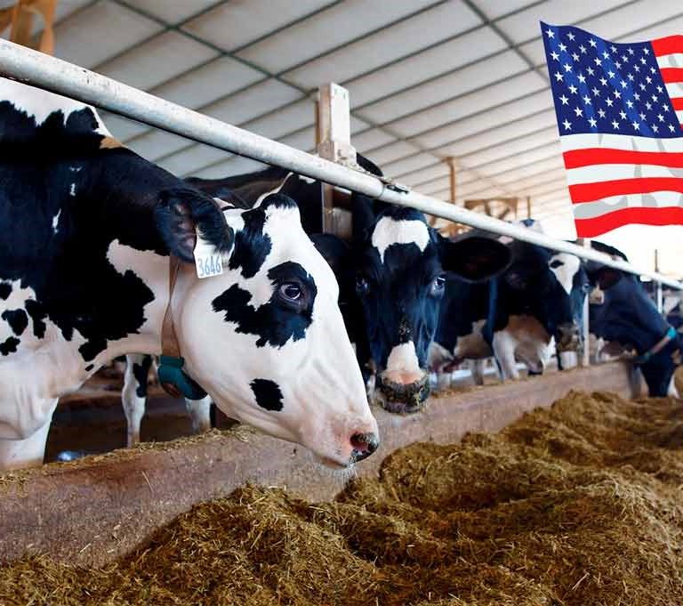 Estados Unidos: Relatório de produção de leite de agosto mostra redução do número de vacas de de produção
