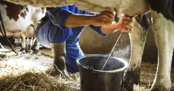 Pequenos produtores perdem relevância na produção de leite no Brasil