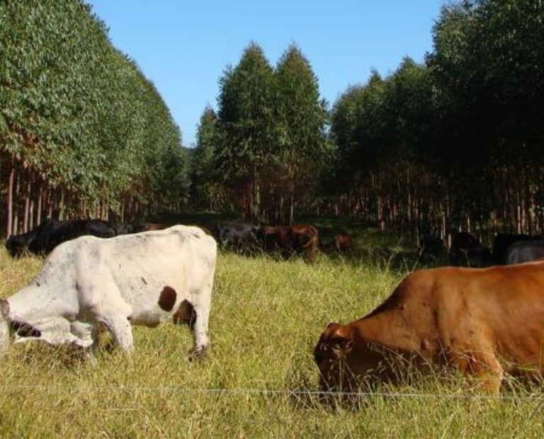 Nestlé passa a bonificar produtores por redução das emissões de gases de efeito estufa