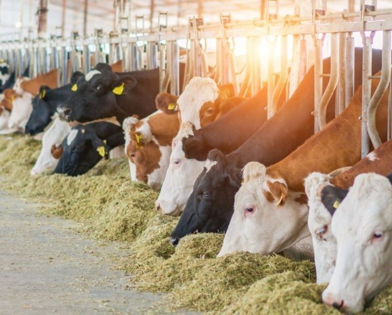 Índia domina produção mundial de leite com 221 milhões e aponta caminhos para o setor