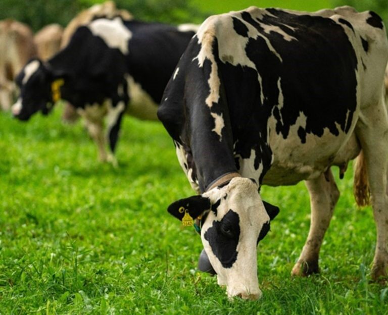 Leite em queda na Oceania e aumento na América do Sul e nova ameaça na Europa