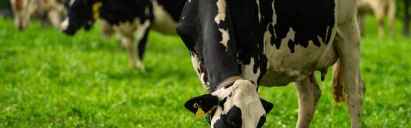 Leite em queda na Oceania e aumento na América do Sul e nova ameaça na Europa