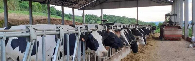 Produção de leite no RS se mantém estável apesar do clima desafiador