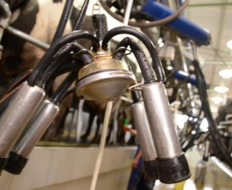 Preço do leite cai até 30% e expõe crise estrutural no Sul