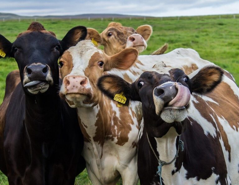 Produção de leite brasileira tem menor emissão por litro do que a média global