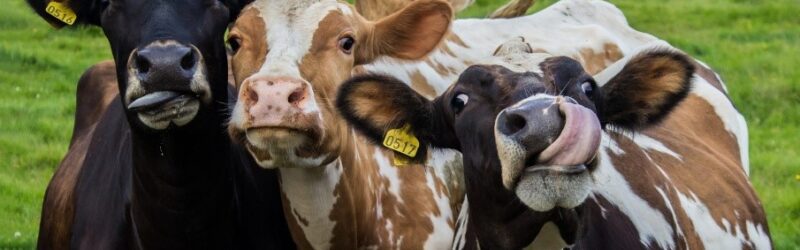 Produção de leite brasileira tem menor emissão por litro do que a média global