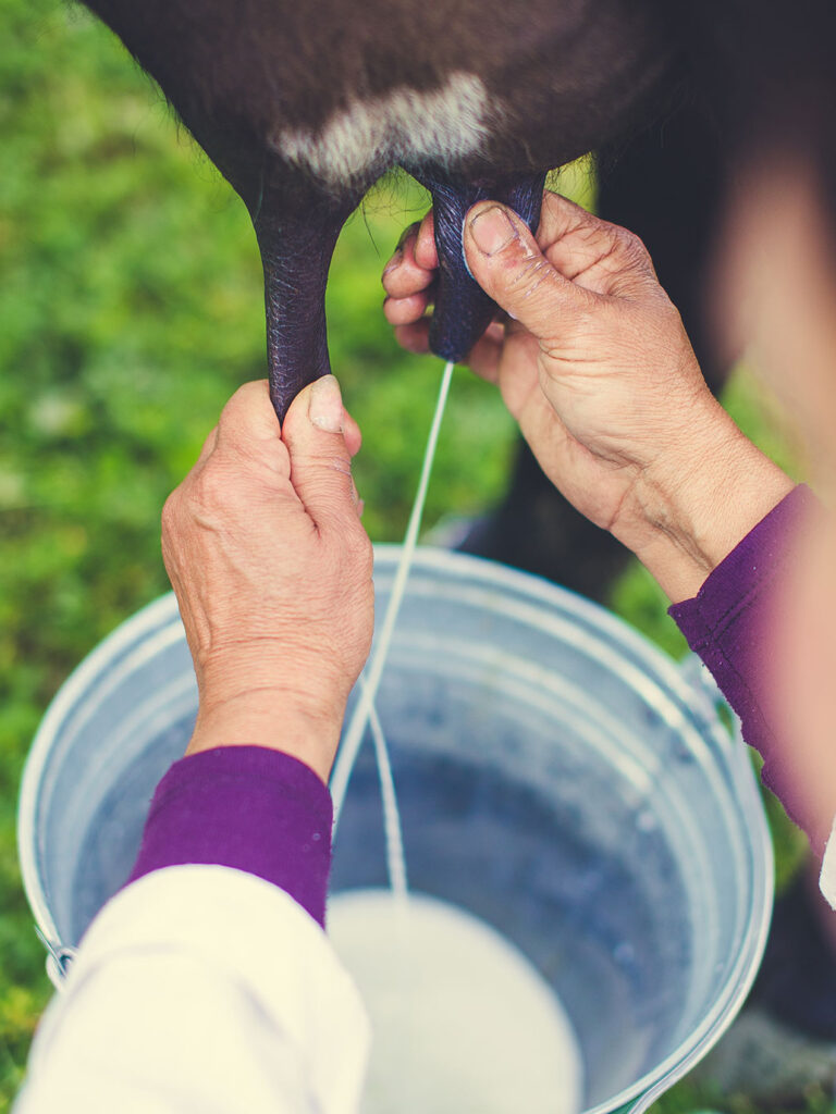 Redução de incentivos fiscais federais não deve causar impacto no Programa Mais Leite Saudável