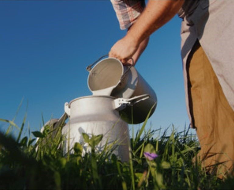 Volume de exportações de leite crescem, mas recuam em valor médio