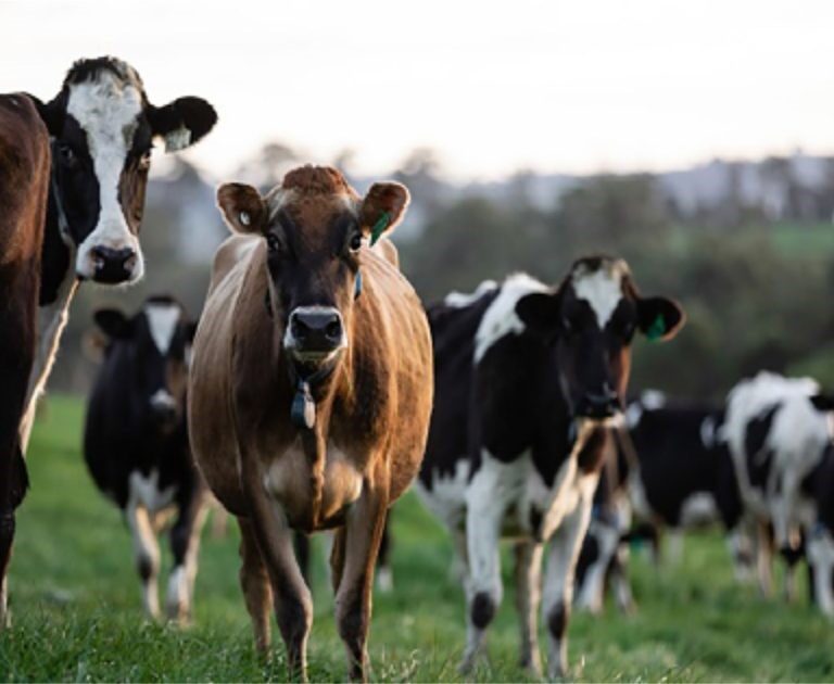 Rabobank projeta em ano tenso. Brasil deve manter crescimento da produção no primeiro semestre