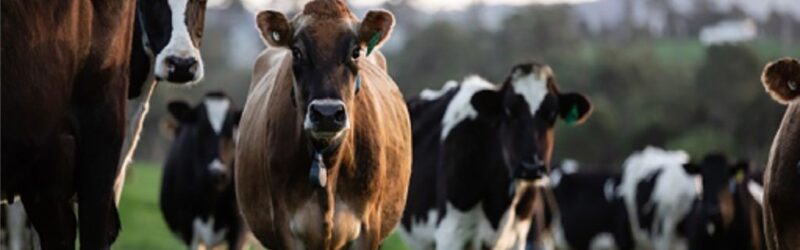 Rabobank projeta em ano tenso. Brasil deve manter crescimento da produção no primeiro semestre