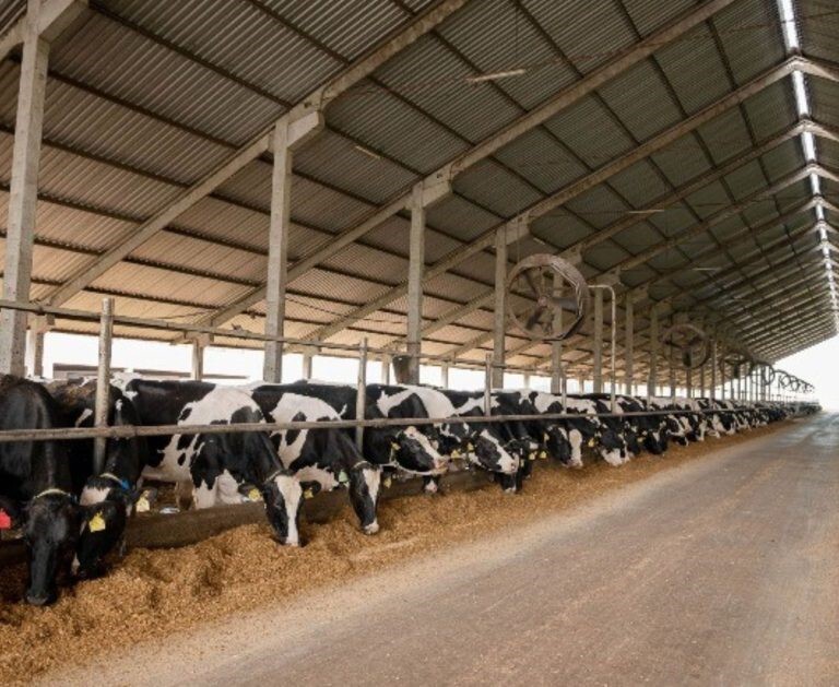 RAR Agro& Indústria: do leite ao premium para ganhar escala