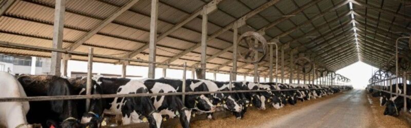 RAR Agro& Indústria: do leite ao premium para ganhar escala
