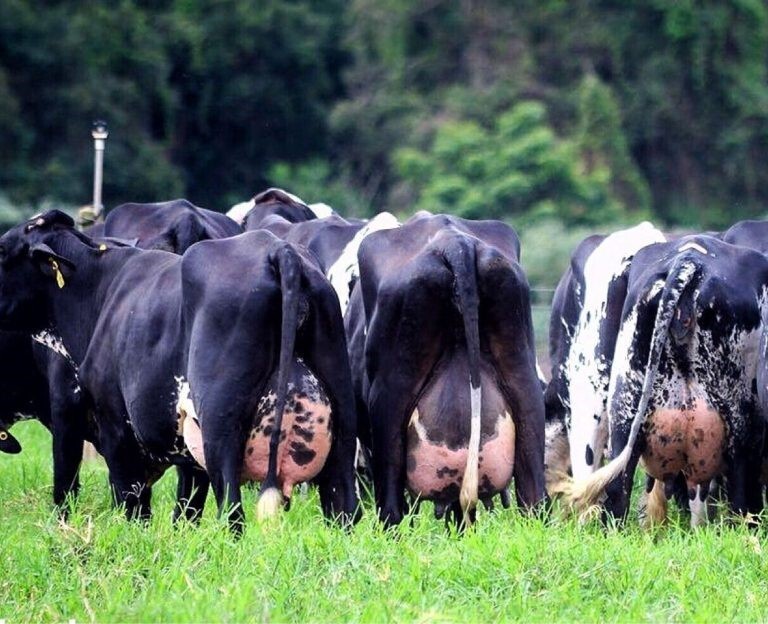 Como o Brasil produz mais leite com 35% menos vacas