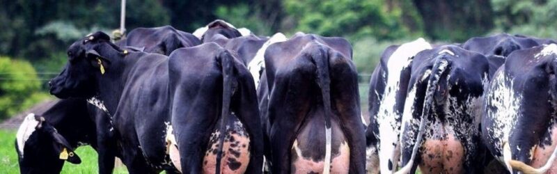 Como o Brasil produz mais leite com 35% menos vacas