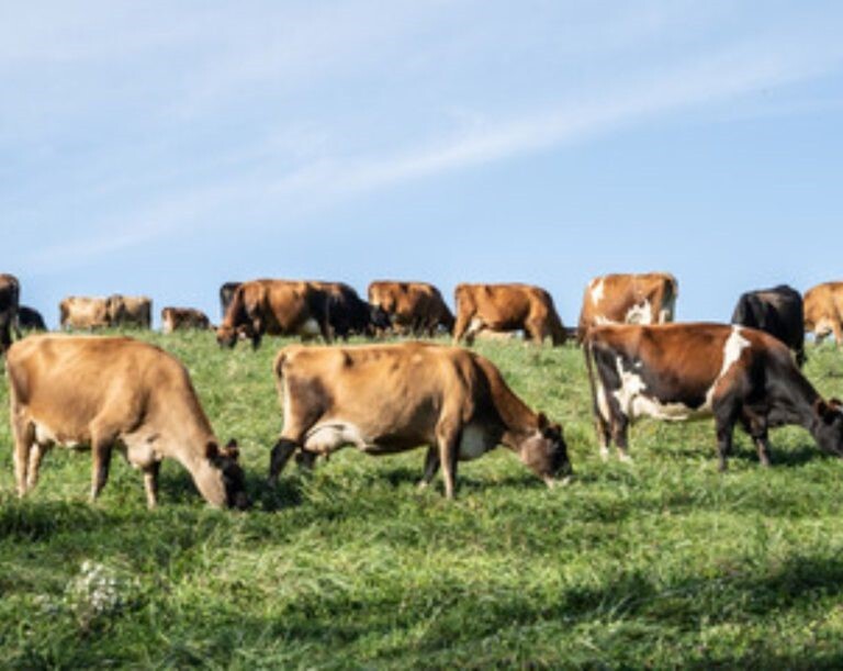 Fonterra, Nestlé e Arla juntas, o que está em jogo no leite mundial 