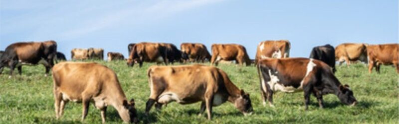 Fonterra, Nestlé e Arla juntas, o que está em jogo no leite mundial 