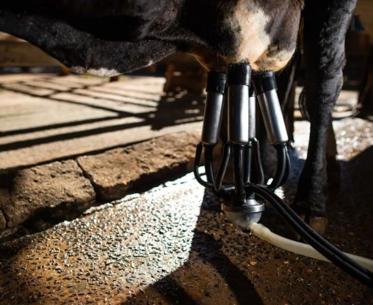 Captação de leite no Brasil desacelera e cresce só 1% no trimestre, mas permanece positiva no semestre